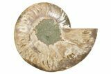 Cut & Polished Ammonite Fossil (Half) - Madagascar #345624-1